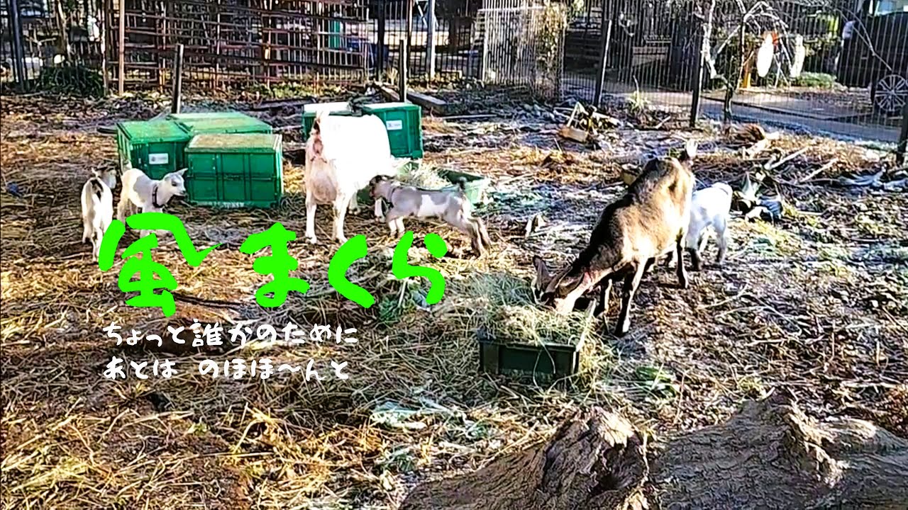 風まくら｜ちょっと誰かのために、あとは のほほ～んと｜ヤギと鳥たち