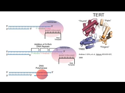Video: Faktor Pengulangan Telomerik Pin2 1-interaksi Telomerase Inhibitor 1 (PinX1) Menghalang Keganasan Sel Kanser Nasofaring: Implikasi Untuk Perkembangan Kanser Dan Penargetan Terapeut