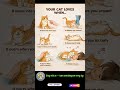 Your Cat Lover When #petcare #cat #petcareprovider #catfacts #quiz #usashorts