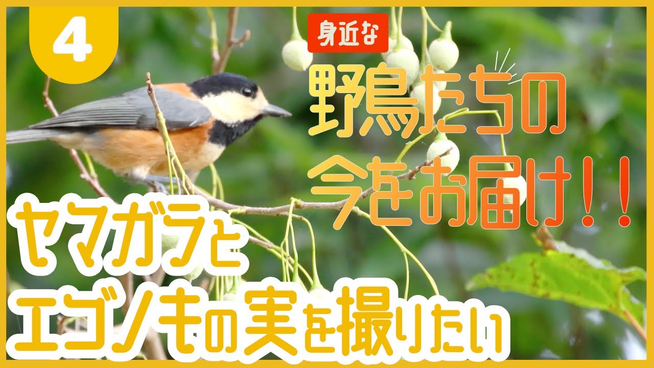 秋の鳥 ヤマガラがエゴノキの実をくわえる瞬間を撮影したい散歩道 おさんぽ鳥見 22 09 29 木 Youtube