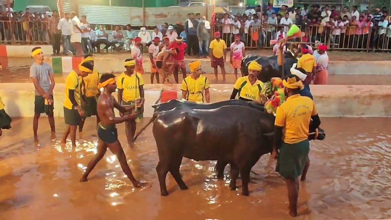 Kambala Start - Puttur 2023.