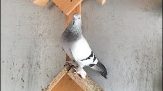 Голуби Турецкая Такла лет, игра, бой! Turkish Takla pigeons Селекционер Санжах.