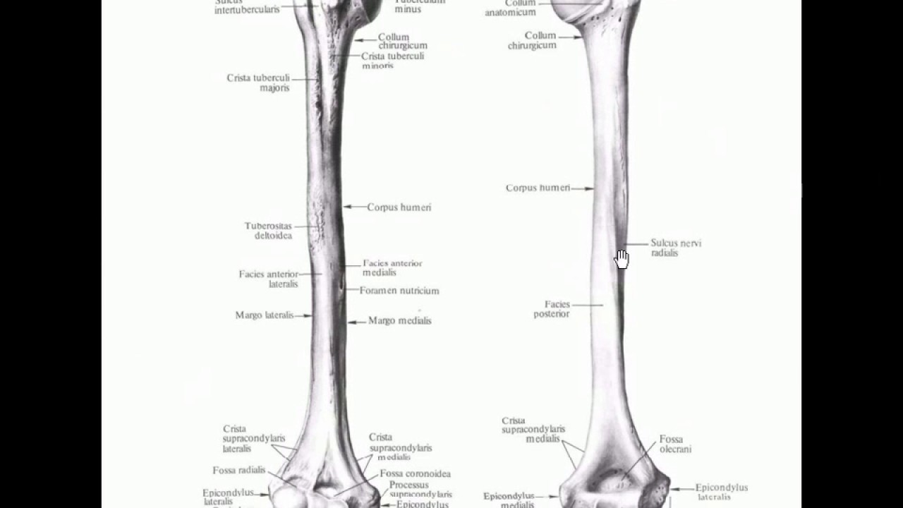 Плечевая Кость Анатомия — Buy-artox.ru