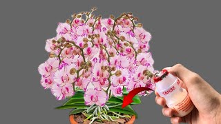 Just a few drops! Your orchid will have healthy leaves, roots and flowers all year round
