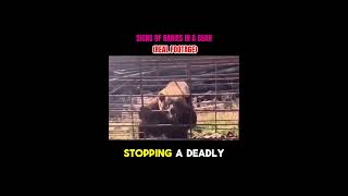 Rabid Bear Goes Berserk In Cage Foaming, Thrashing, Unstoppable