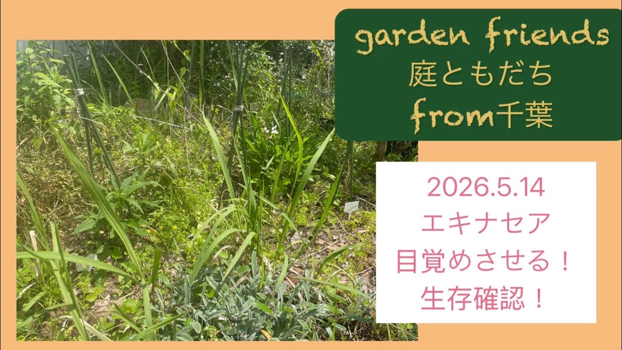 2026年エキナセアを目覚めさせる！生存確認！#ガーデニング #庭