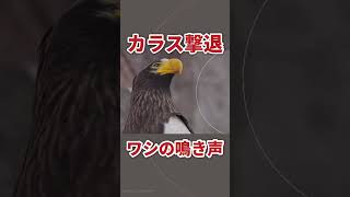 【鳥害対策】ワシの鳴き声【ハト、スズメ、カラス、ムクドリ対策に！】