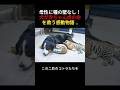 母性に種の壁なし!犬が赤ちゃん虎の命を救う感動物語 ...