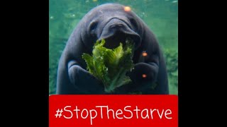 HELP NOW! Florida Manatees are STARVING