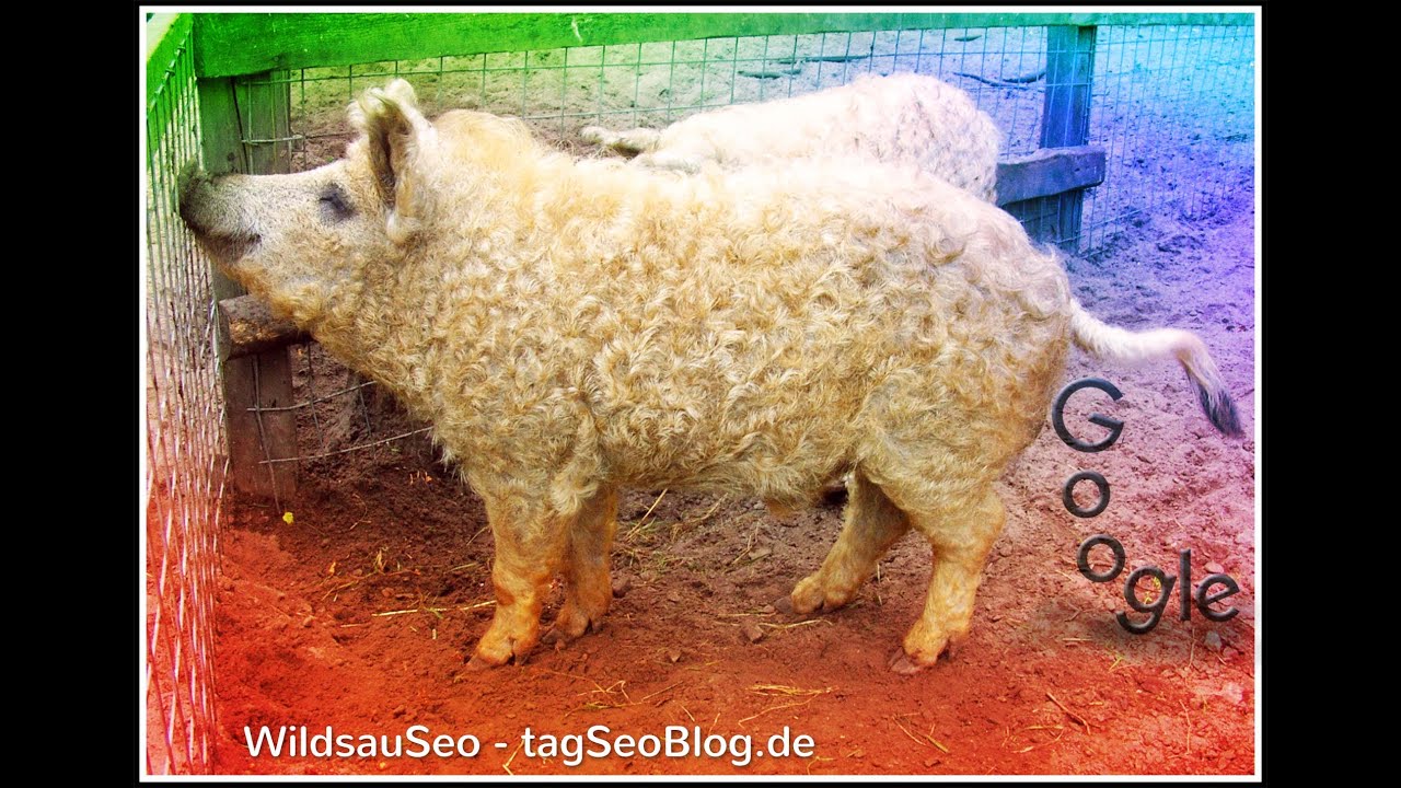 Geld verdienen im Internet !!! (WildsauSeo)