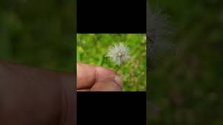 nature#dandelion blow flower