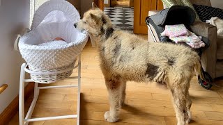 Curious Dog Bonds With Baby! He Tries To Rock Him To Sleep!