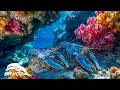 Breathtaking Deep Sea Creatures in 8K HDR | Dolby Vision™