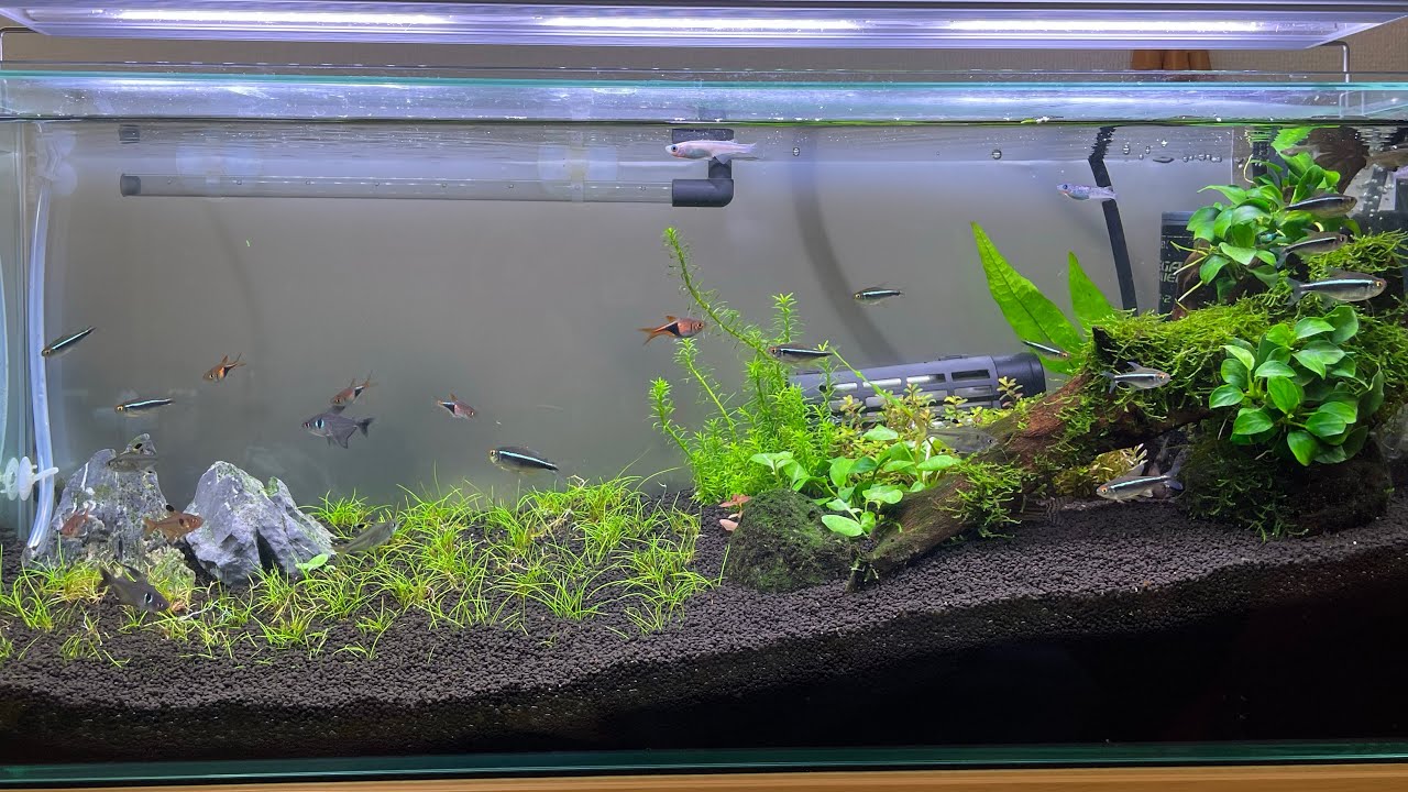 アクアリウム YouTube