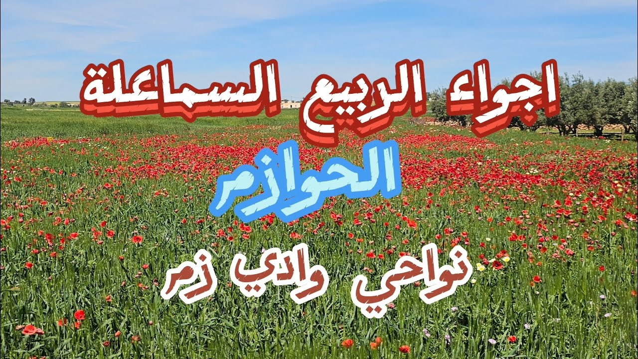 أجواء الربيع بالحوازم السماعلة نواحي وادي زم طبيعة هادئة الحقول تمتد بسجاد من العشب الأخضر
