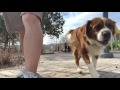 St Bernard, MAX | Off Leash K9 Training Knoxville TN | Best Off Leash Dog Trainers St Bernard, MAX | Off Leash K9 Training Knoxville TN | Best Off Leash Dog Trainers