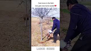 Handheld Tree Digger Extracts Whole Fruit Tree With Intact Root Ball For Easy Transplanting