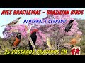 Canto de Pássaros - 25 Espécies cantando Livres na Natureza - Brazilian Birds
