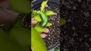 Tomato plant update/W Dr. Greenbody