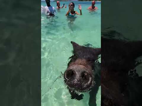 Video: Kako plivati sa svinjama na Bahamima