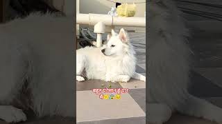 बहुत परेशान हूं यार मैं‌। 😕😰😣 #tension #dog  #funny #comedy #memes #shorts #dogshorts #shortsindia