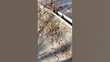 Fast and easy way to clean gutters #foryou #shortsvideo #subscribe #satisfying #shortsfeed #short
