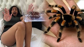 I SHOULD'VE NEVER DID THIS.. (WORLDS DEADLIEST SPIDER PRANK ON GIRLFRIEND)