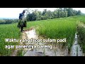 Cara sulam tanaman padi yang mati||Ngayuman