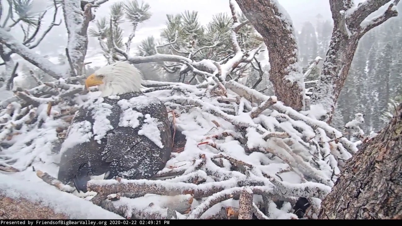 Big Bear Nest Tour of the Nest Area 2/22/20 YouTube