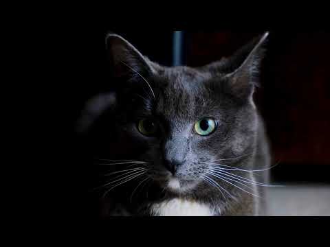 dark cat