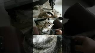 That hit the mlem spot! #kittens #kitty