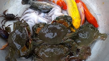 Thảo Cady kéo vó bắt các con vật, con cua, cá vàng, bạch tuộc, cá koi, cá, cua- Part227