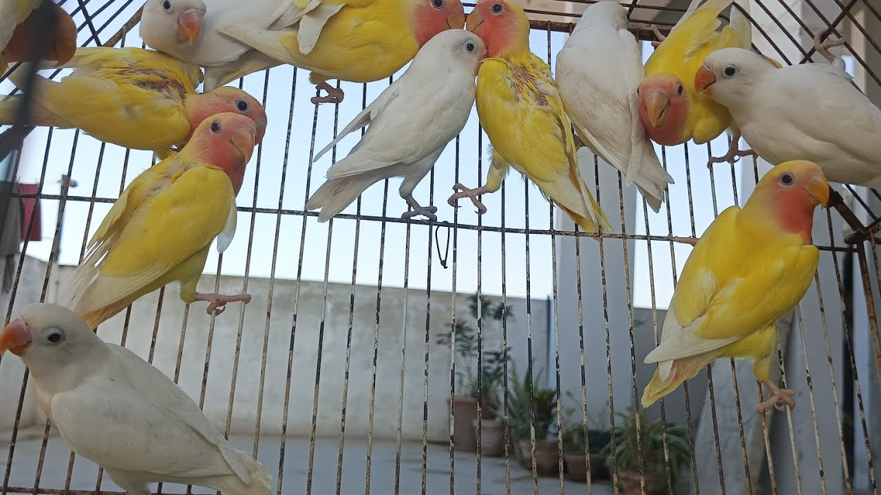Lutino birds breeding 
