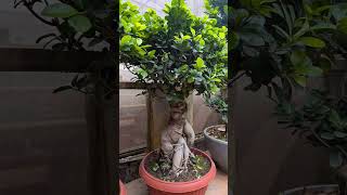 Lalbagh Botanical Garden Bangalore #trending #travel #viral #nature #plants #banglore #mango #india