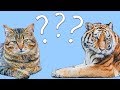 Guess the Animal! Learn the Animals for Kids