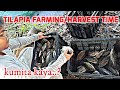 TILAPIA FARMING|HARVEST TIME