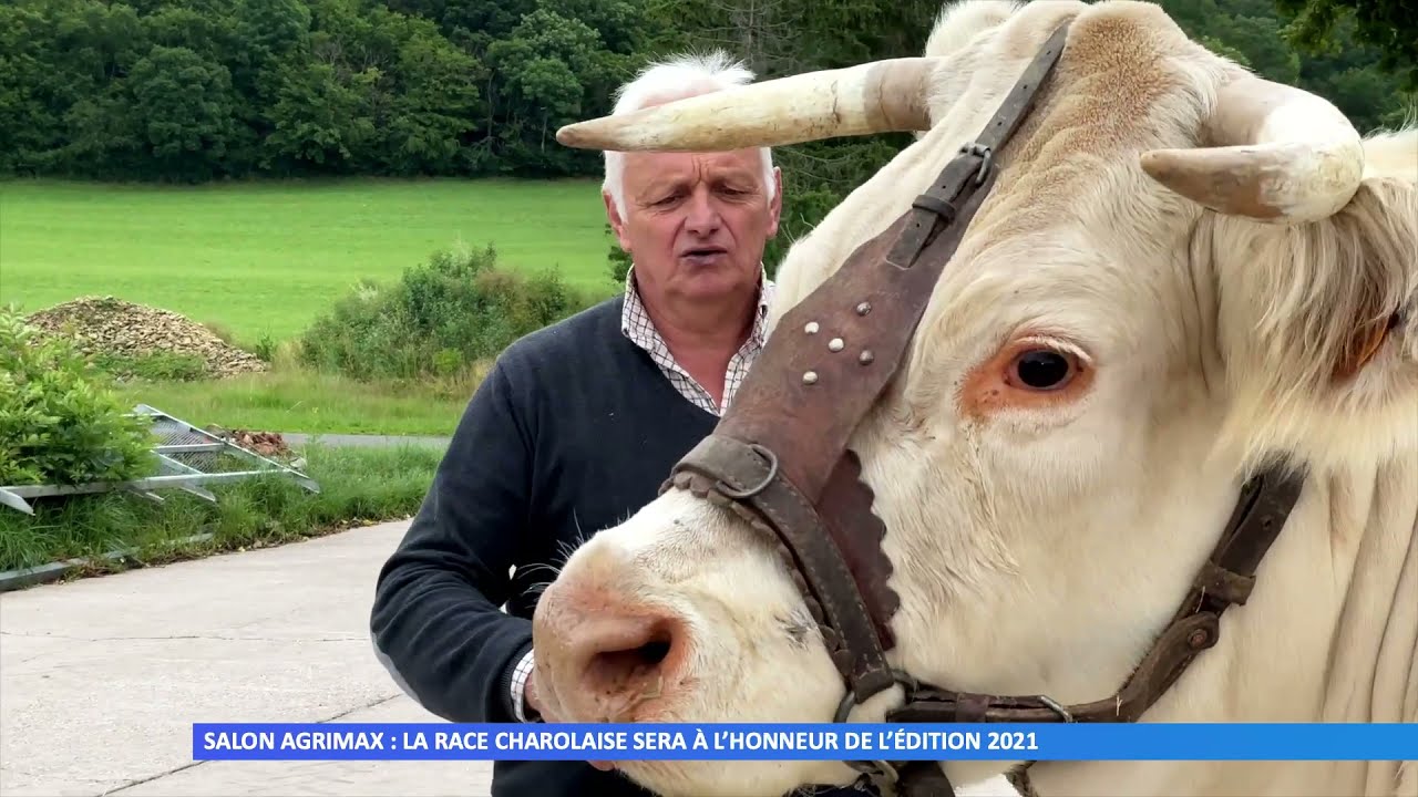 Salon Agrimax : la race charolaise sera à l’honneur de l’édition 2021