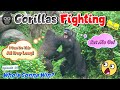 Fighting or Playing? Battling between Gorilla Sisters!