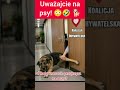 UWAGA NA PSY! 😳 #shorts #polityka #polska #memy