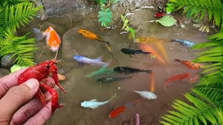 catch colorful ornamental fish, betta fish, koi fish, channa, manfish, catfish,guppy,molly,turtles