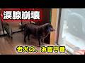 老犬になってきた甲斐犬のお留守番が切なすぎました。耳が遠くなったのか、何度も勘違いします