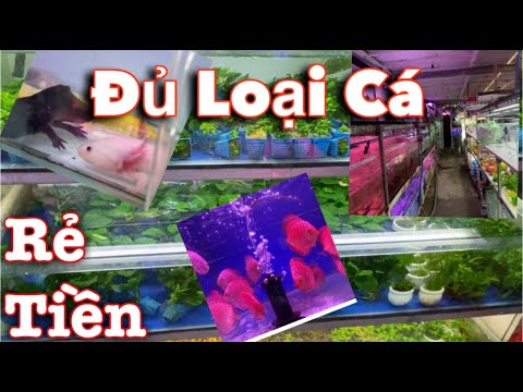 PHÁT HIỆN TIỆM CÁ CẢNH GIÁ RẺ ĐỦ LOẠI CÁ || VIETNAMESE AQUARIUM FISH SHOP PHÁT HIỆN TIỆM CÁ CẢNH GIÁ RẺ ĐỦ LOẠI CÁ || VIETNAMESE AQUARIUM FISH SHOP