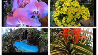 Rainforest Florist & Greenhouse (Yuma AZ)