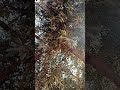 شاهد نسيم الهواء يلعب بأغصان الاشجار واستمتع بلموسيقى الهادئة شاهد نسيم الهواء يلعب بأغصان الاشجار واستمتع بلموسيقى الهادئة