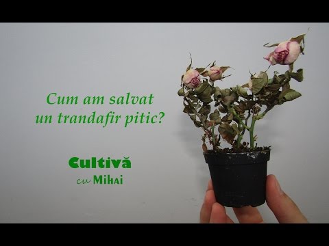 Video: Echeveria (85 De Fotografii): îngrijirea Unui „trandafir De Piatră” Acasă, Propagarea Unei Flori De O Frunză. Cum Să Transplantăm și Să Udăm O Plantă?