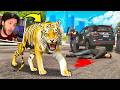 Jogando COMO um TIGRE FEROZ no GTA 5 RP!!