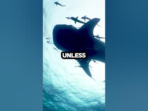 5 Lessons YOU Can Learn from Shark #shorts #animallover #shark #