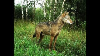 Волк в Чернобыльской зоне отчуждения - редкое видео хищника