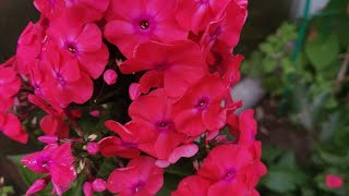 видео: Флоксы. Любимый метод размножения в августе. картинка: Флоксы. Любимый метод размножения в августе.