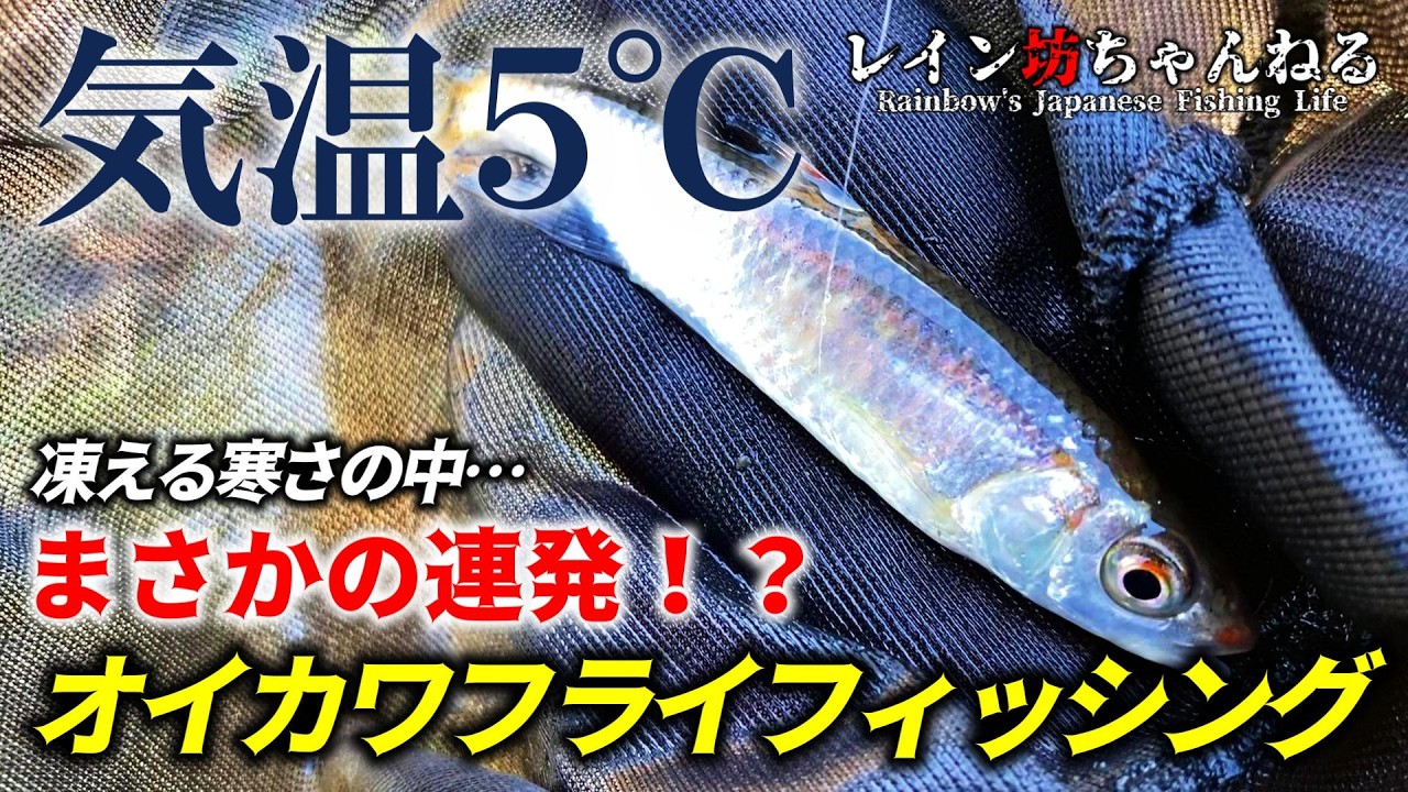 【オイカワ釣り】気温５℃！凍える寒さの中…まさかの連発！？オイカワフライフィッシング